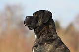 CANE CORSO 824